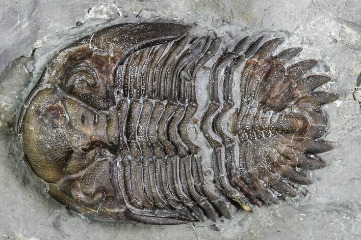 Greenops Trilobite - Hungry Hollow, Ontario #107544